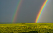 Ein heller Doppelregenbogen über einem reifenden Rapsfeld, von zu Hause in Alberta. Dies zeigt die Umkehrung der Farben im äußeren, schwächeren Bogen und das dunkle Band zwischen den Bögen sowie den hellen Himmel im inneren Bogen.