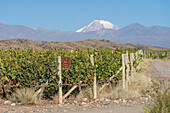 Grape vineyards near Tupungato in the Valle de Uco with the Tupungato Volcano in the Andes behind. Argentina.
