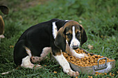 Great Anglo-French Tricolour Hound, Pup eating