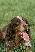 Picardy Spaniel Hund, auf Gras liegend mit herausgestreckter Zunge