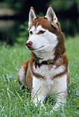 SIBERIAN HUSKY, ADULT LAYING ON GRASS