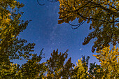Die Herbststernbilder Kassiopeia (das W in der unteren Mitte) und Cepheus (oben) inmitten von Herbstaspeln an einem mondbeschienenen Septemberabend. Die Andromedagalaxie, M31, befindet sich unten rechts. Diese Aufnahme entstand in der Gegend der Elbow Falls in Kananaskis, Alberta. Die Beleuchtung stammt von einem zunehmenden Gibbous-Mond.