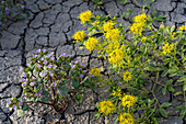 Palmer's Bee Plant & Low Scorpionweed blooming in cracked Blue Gate Shale of the Caineville Desert near Hanksville, Utah.