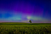 A subtle and pastel aurora borealis (Northern Lights) in the northeast, above a prairie meadow at "Lone Tree Hill". The foreground and sky are lit by a bright waxing gibbous Moon, a day before Full, shining in the south. This was just after midnight on July 11/12, 2022. The auroral curtains exhibit the usual green band and rays, though with shades of green visible, perhaps from hydrogen-beta proton emission as well as oxygen electron emission, but also upper altitude reds and purples and a faint blue tint at the very tops where the aurora is lit by the Sun. The aurora was never bright this nig