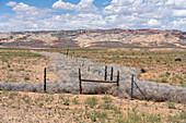 Abgestorbene Tumbleweeds, Russische Distel, an einer Zaunlinie einer Ranch in der San Rafael Wüste in Utah gefangen. Dahinter liegt das San Rafael Reef.