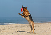 Deutscher Schäferhund, Rüde fängt Frisbee, Strand in der Normandie