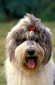 Bobtail-Hund oder Old English Sheepdog, Portrait eines Erwachsenen