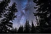 Cygnus oder das Nördliche Kreuz geht in einer späten Oktobernacht zwischen den Kiefern an den Athabasca Falls im Jasper National Park unter. Cepheus befindet sich darüber und der helle Stern Vega steht tief und knapp über den Bäumen. Deneb befindet sich in der Mitte, ebenso wie der Dunkelnebel Lynds 3, der Trichterwolkennebel. Leichte Wolken tragen zum natürlichen Leuchten der Sterne bei, verfärben aber auch den Himmel in der Nähe des Horizonts.