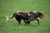 Picardie Spaniel Hund, eine französische Rasse, Hund läuft durch Feld