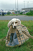 Hund in Transporttasche auf dem Flughafen