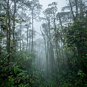 Der Nebelwald, Mashpi Lodge, Reserva Mashpi Amagusa, Pichincha, Ecuador, Südamerika