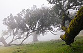 Der schöne Blick auf den Fanalwald an einem nebligen Frühlingstag, Porto Moniz, Madeira, Portugal, Atlantik, Europa