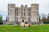 Schafe auf den grünen Wiesen vor dem Lulworth Castle, Jurassic Coast, Dorset, England, Vereinigtes Königreich, Europa