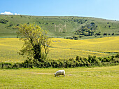 The Long Man of Wilmington, a hill carving on the Sussex Downs, possibly Neolithic, 15th century or later, above the village of Wilmington, East Sussex, England, United Kingdom, Erope