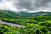 Üppige grüne Vegetation auf dem Berg der Insel Sao Miguel an einem bewölkten Tag, Azoren, Portugal, Atlantik, Europa