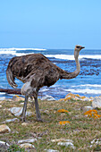 Female African ostrich (Struthio camelus australis) on the Atlantic Ocean shore, Cape of Good Hope, Cape Town, South Africa, Africa