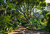 Blick auf den Botanischen Garten Kirstenbosch, Kapstadt, Südafrika, Afrika