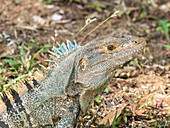 Ein erwachsener Schwarzer Stachelschwanzleguan (Ctenosaura similis), auf dem Boden auf der Insel Barro Colorado, Panama, Mittelamerika