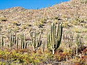 Cardon-Kaktus (Pachycereus pringlei), Wald auf Isla San Jose, Baja California Sur, Mexiko, Nordamerika