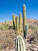 Cardon cactus (Pachycereus pringlei), flowering on Isla San Esteban, Baja California, Mexico, North America