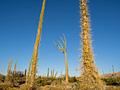 Boojum-Baum (cirio) (Fouquieria columnaris), in der Sonora-Wüste, Bahia de los Angeles, Baja California, Mexiko, Nordamerika