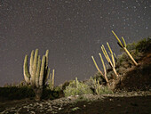 Night photography of a cardon cactus forest (Pachycereus pringlei), on San Jose Island, Baja California Sur, Mexico, North America