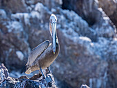 Ausgewachsener Braunpelikan (Pelecanus occidentalis), Sonnenbad bei Isla Ildefonso, Baja California, Mexiko, Nordamerika