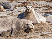 Adult northern elephant seals (Mirounga angustirostris), Benito del Oeste Island, Baja California, Mexico, North America