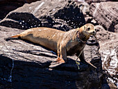 Ausgewachsener weiblicher Kalifornischer Seelöwe (Zalophus californianus), mit Netz um den Hals, Baja California, Mexiko, Nordamerika