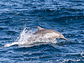 Gewöhnlicher Delphin (Delphinus delphis), springend im San Jose Kanal, Baja California Sur, Mexiko, Nordamerika