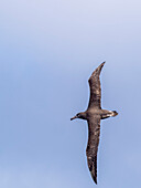 Adult black-footed albatross (Phoebastria nigripes), in flight in Monterey Bay Marine Sanctuary, Monterey, California, United States of America, North America