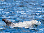 Ausgewachsene Risso-Delphine (Grampus griseus), auftauchend in Ufernähe im Monterey Bay Marine Sanctuary, Kalifornien, Vereinigte Staaten von Amerika, Nordamerika