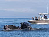 Ein erwachsener Buckelwal (Megaptera novaeangliae) bei der Oberflächenfütterung in der Meeresschutzzone Monterey Bay, Kalifornien, Vereinigte Staaten von Amerika, Nordamerika