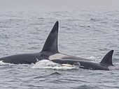 Eine Gruppe von Schwertwalen (Orcinus orca), die einen Seeelefanten fängt und tötet, im Meeresschutzgebiet Monterey Bay, Kalifornien, Vereinigte Staaten von Amerika, Nordamerika