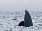 A pod of transient killer whales (Orcinus orca), catching and killing an elephant seal in Monterey Bay Marine Sanctuary, California, United States of America, North America