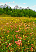 Wildflowers growing in meadow with mountains in background