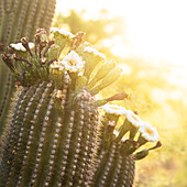 USA, Arizona, Tucson, Nahaufnahme eines blühenden Feigenkaktus im Sonnenlicht