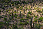 USA, Arizona, Tucson, Kakteen in der Wüstenlandschaft