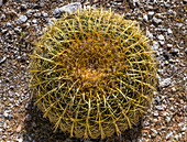 USA, Arizona, Tucson, Blick von oben auf einen in der Wüste wachsenden Kaktus