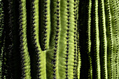 USA, Arizona, Tucson, Nahaufnahme eines grünen Kaktus mit Reihen von Dornen