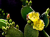 USA, Arizona, Tucson, Close-up of blooming prickly pear cactus