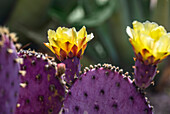 USA, Arizona, Tucson, Nahaufnahme eines blühenden Kaktus mit Feigenkaktus