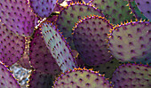 USA, Arizona, Tucson, Close-up of purple and green prickly pear cactus