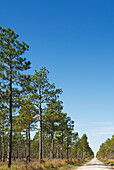 USA, North Carolina, Hampstead, Tall pine trees and footpath on sunny day