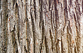 Close-up of maple tree trunk