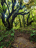 New Zealand, Taranaki, Egmont National Park, Stairs in forest