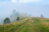 Ukraine, Ivano Frankivsk region, Verkhovyna district, Dzembronya village, Fog over green landscape in Carpathian Mountains