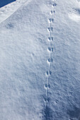 Close-up of animals tracks in snow