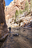 USA, Utah, Springdale, Zion National Park, Ältere Frau überquert Bach beim Wandern in den Bergen