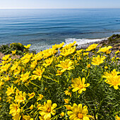 USA, Kalifornien, Malibu, Nahaufnahme von gelben Blumen an der Meeresküste
